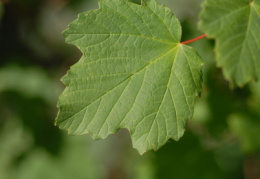 Acer opalus, Érable à feuilles d'obier