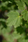 Acer opalus, Érable à feuilles d'obier