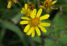 Tephroseris helenitis, Tephroséris hélénitis