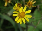 Tephroseris helenitis, Tephroséris hélénitis
