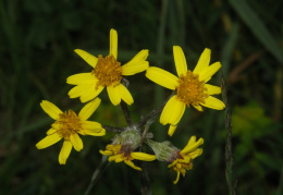 Tephroseris helenitis, Tephroséris hélénitis