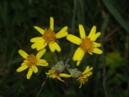 Tephroseris helenitis, Tephroséris hélénitis