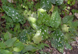 Pulmonaria officinalis, Pulmonaire officinale