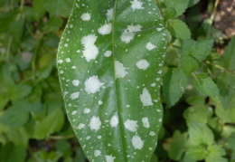 Pulmonaria officinalis, Pulmonaire officinale