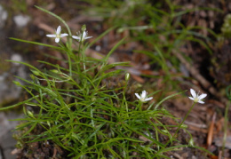 Moehringia muscosa, Moehringie mousse