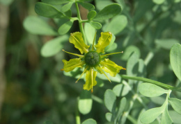 Ruta graveolens, Rue fétide