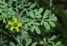 Ruta graveolens, Rue fétide