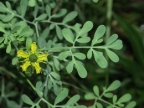 Ruta graveolens, Rue fétide
