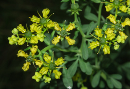 Ruta graveolens, Rue fétide