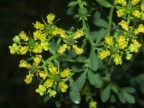Ruta graveolens, Rue fétide