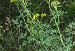 Ruta graveolens, Rue fétide