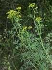 Ruta graveolens, Rue fétide