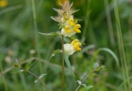 Rhinanthus glacialis, Rhinanthe aristé