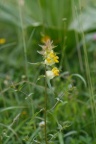 Rhinanthus glacialis, Rhinanthe aristé