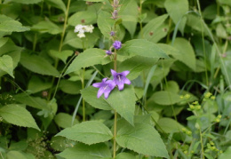 Campanula latifolia, Campanule à larges feuilles