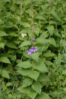 Campanula latifolia, Campanule à larges feuilles