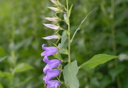 Campanula latifolia, Campanule à larges feuilles