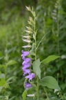 Campanula latifolia, Campanule à larges feuilles