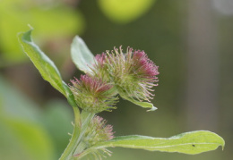 Arctium nemorosum, Bardane des bois