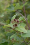 Arctium nemorosum, Bardane des bois