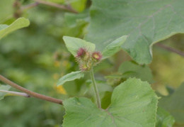 Arctium nemorosum, Bardane des bois