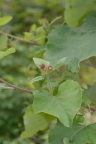 Arctium nemorosum, Bardane des bois