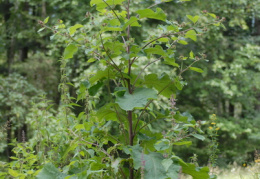 Arctium nemorosum, Bardane des bois