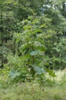 Arctium nemorosum, Bardane des bois