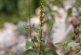 Teucrium scorodonia, Germandrée des bois