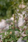 Teucrium scorodonia, Germandrée des bois