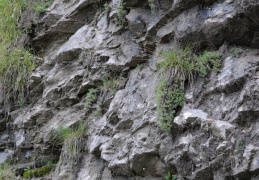 Saxifraga aizoides, Saxifrage des ruisseaux