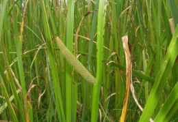 Acorus calamus, Acore calame