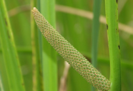 Acorus calamus, Acore calame