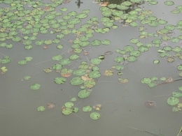 Nymphoides peltata, Petit nénuphar