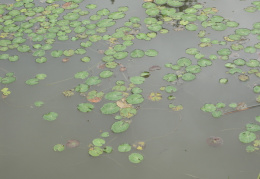 Nymphoides peltata, Petit nénuphar