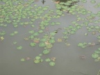 Nymphoides peltata, Petit nénuphar