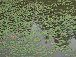 Nymphoides peltata, Petit nénuphar