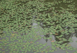 Nymphoides peltata, Petit nénuphar