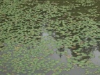 Nymphoides peltata, Petit nénuphar