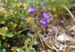 Acinos alpinus, Sarriette des Alpes