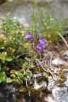Acinos alpinus, Sarriette des Alpes