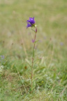 Campanula glomerata, Campanule agglomérée