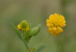 Trifolium aureum, Trèfle doré