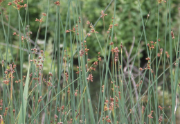 Schoenoplectus tabernaemontani, Schoenoplectus de Tabernaemontanus