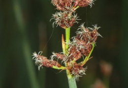 Schoenoplectus tabernaemontani, Schoenoplectus de Tabernaemontanus