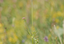 Knautia godetii, Knautie de Godet