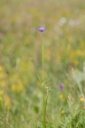 Knautia godetii, Knautie de Godet
