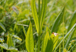 Knautia godetii, Knautie de Godet