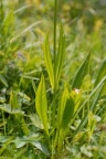 Knautia godetii, Knautie de Godet