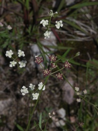 Torilis arvensis, Torilis des champs
